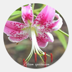 Tiger lily [flower] classic round sticker