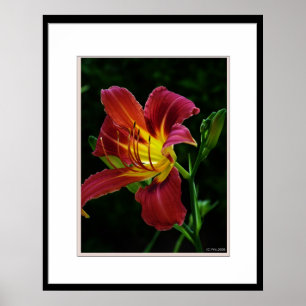 Tiger lily flower picture poster