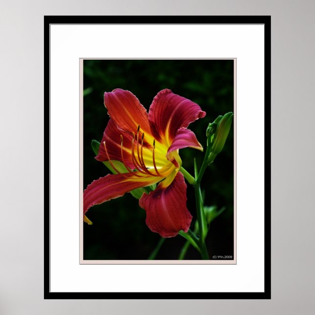 Tiger lily flower picture poster (Front)