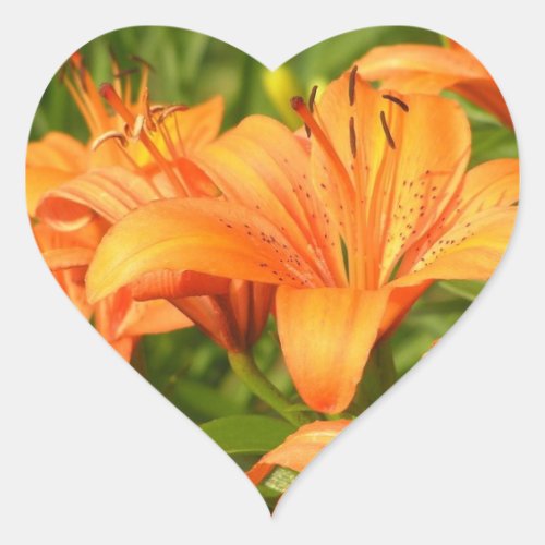 Tiger Lily Heart Sticker