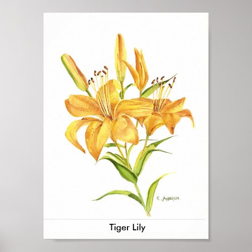 Tiger_lily in gold and yellow watercolor poster