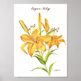 Tiger-lily in orange and yellow watercolor poster