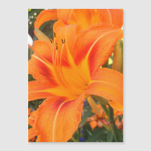 Tiger lily in the garden