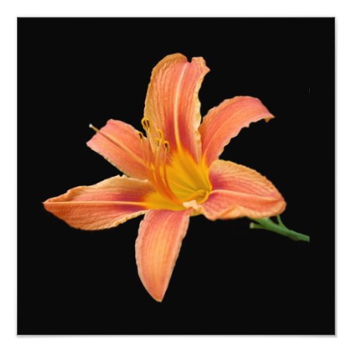 Tiger Lily Photographic Print