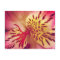 Tiger Lily Postcard