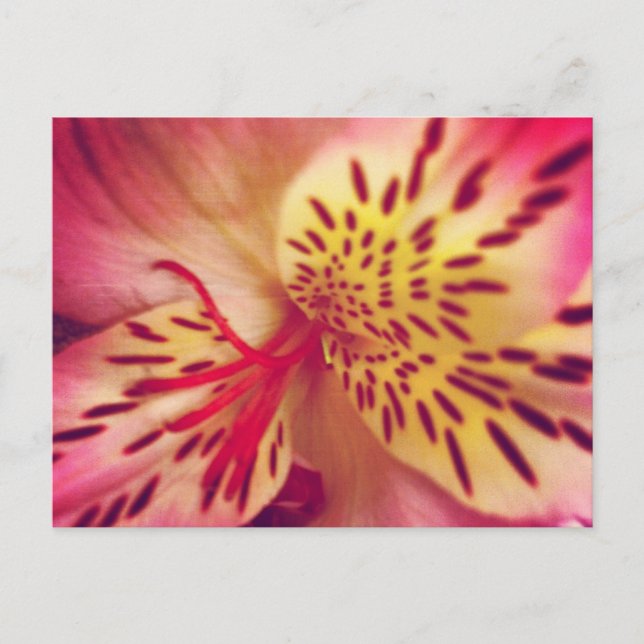 Tiger Lily Postcard (Front)