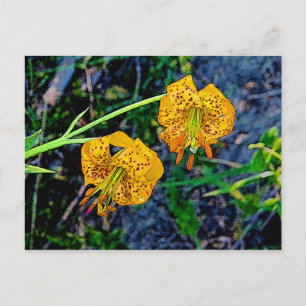Tiger Lily Postcard