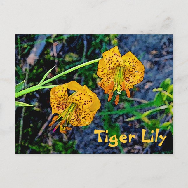 Tiger Lily Postcard (Front)
