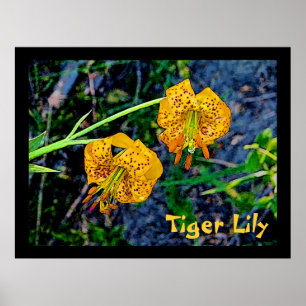 Tiger Lily Poster