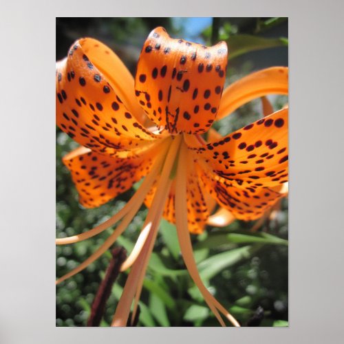 Tiger Lily Poster Print