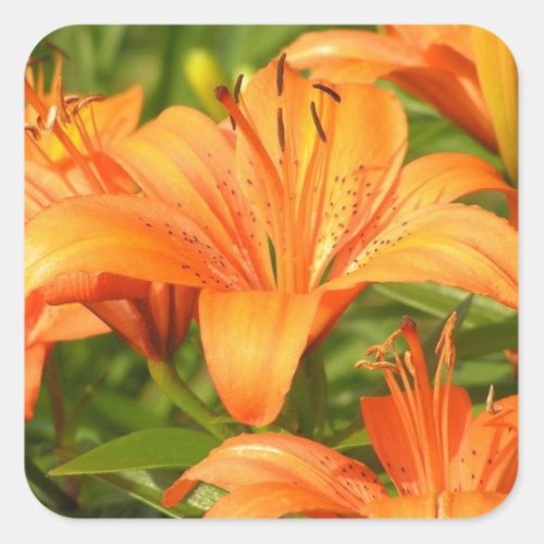 Tiger Lily Square Sticker