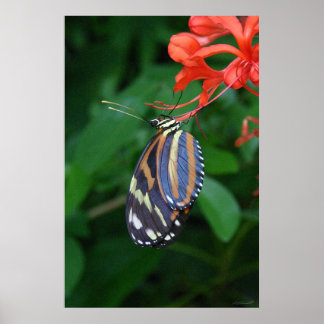 Tiger Longwing Art Poster -24x36 -other sizes also