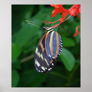 Tiger Longwing Art Print -20x24 -also other sizes