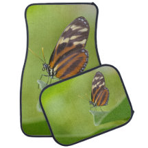Tiger Longwing butterfly