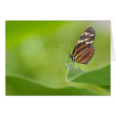 Tiger Longwing butterfly Cards (Front Horizontal)