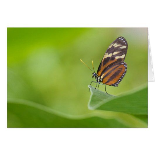 Tiger Longwing butterfly Cards (Front Horizontal)