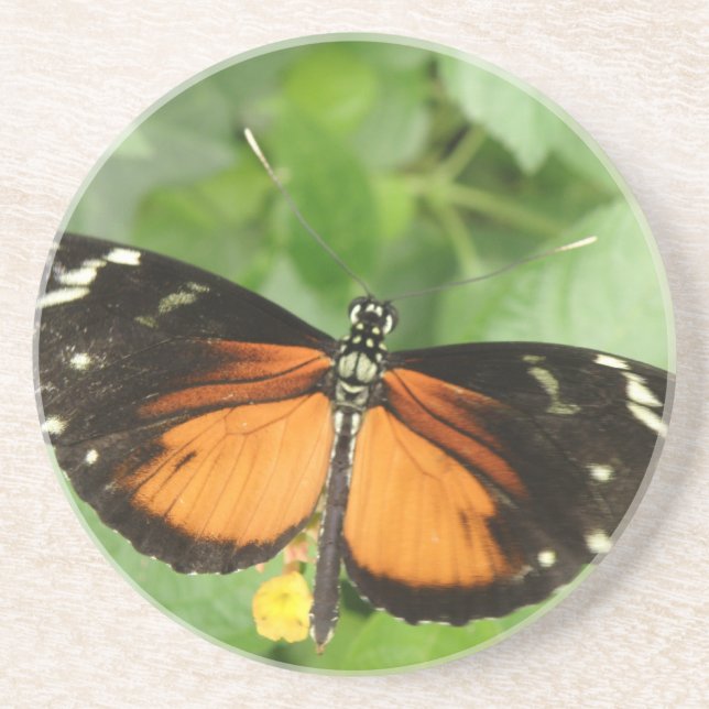 Tiger Longwing Butterfly Coasters (Front)