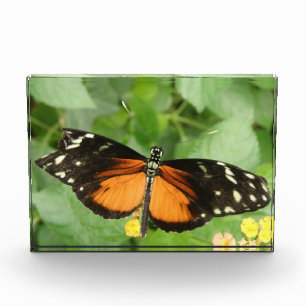 Tiger Longwing Butterfly Decorative Acrylic Award