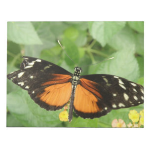 Tiger Longwing Butterfly Notepad