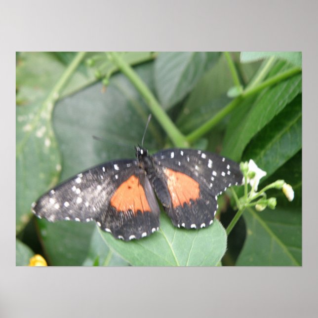 Tiger Longwing Butterfly Print (Front)