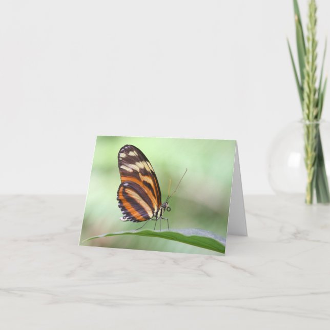 Tiger longwing card (Front)
