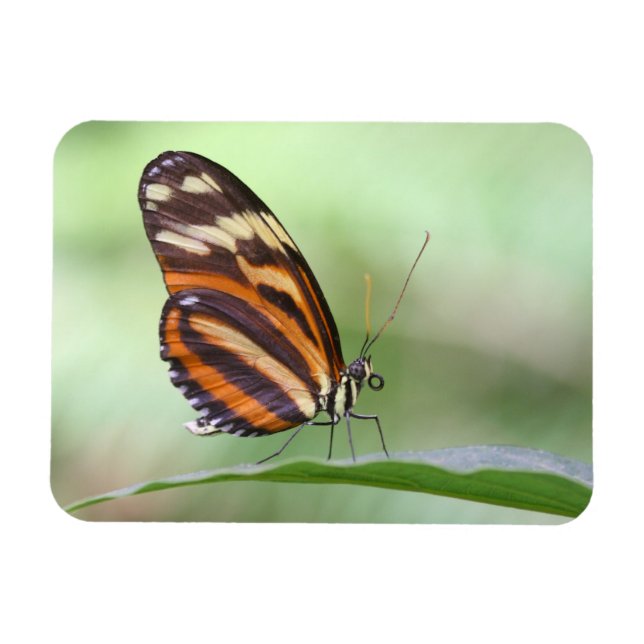 Tiger longwing magnet (Horizontal)