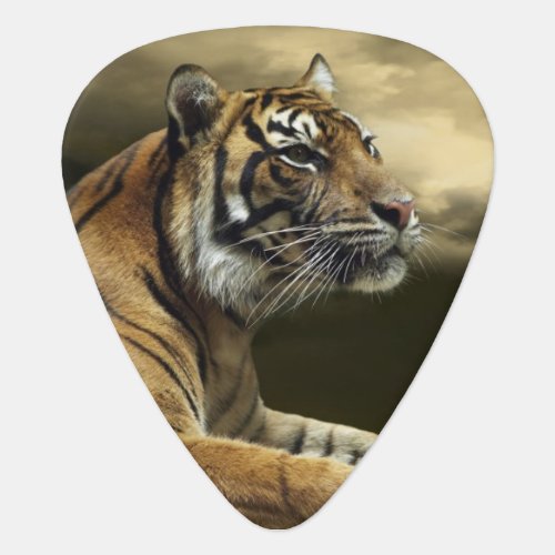 Tiger looking and sitting under dramatic sky guitar pick