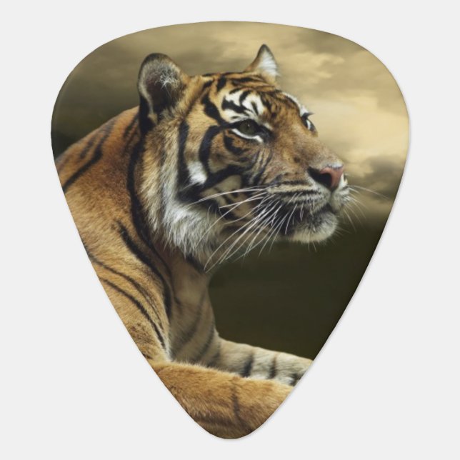 Tiger looking and sitting under dramatic sky guitar pick (Front)