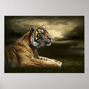 Tiger looking and sitting under dramatic sky poster