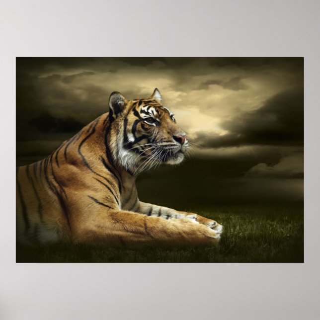 Tiger looking and sitting under dramatic sky poster (Front)