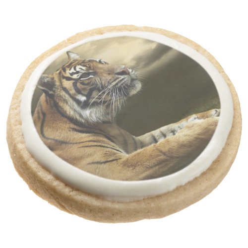 Tiger looking and sitting under dramatic sky sugar cookie