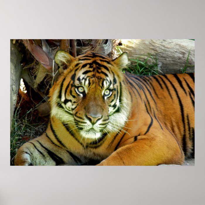 Tiger Looking Pretty Print
