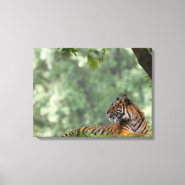 Tiger Lounging Beneath a Tree Canvas Print (Front)