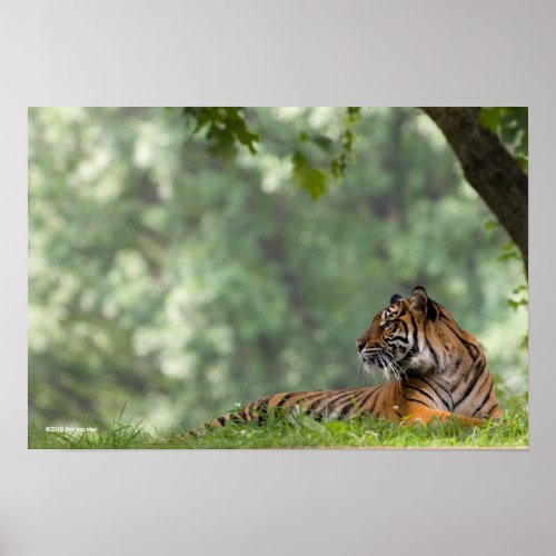 Tiger Lounging Beneath a Tree Poster