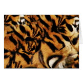 Tiger Love_ (Front Horizontal)