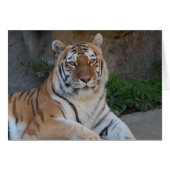 Tiger Love (Front Horizontal)