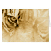 ,Tiger Love_ (Front Horizontal)