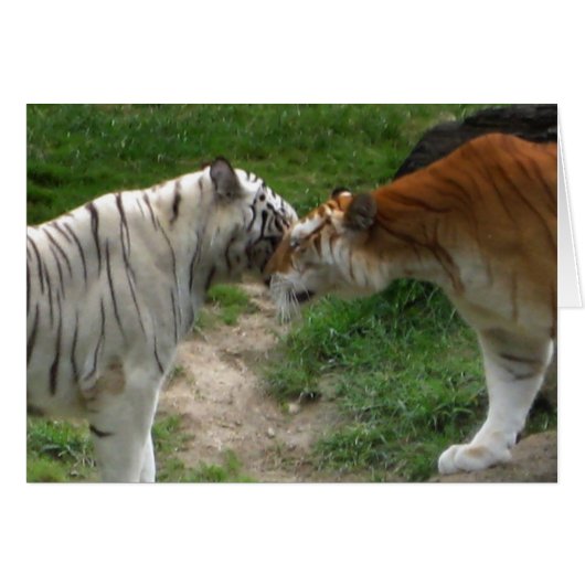 Tiger Love Cards (Front Horizontal)