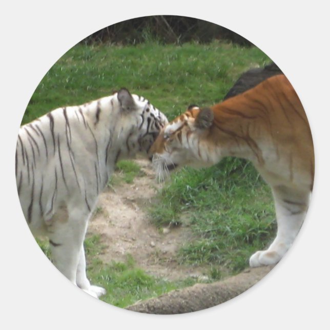 Tiger Love Classic Round Sticker (Front)