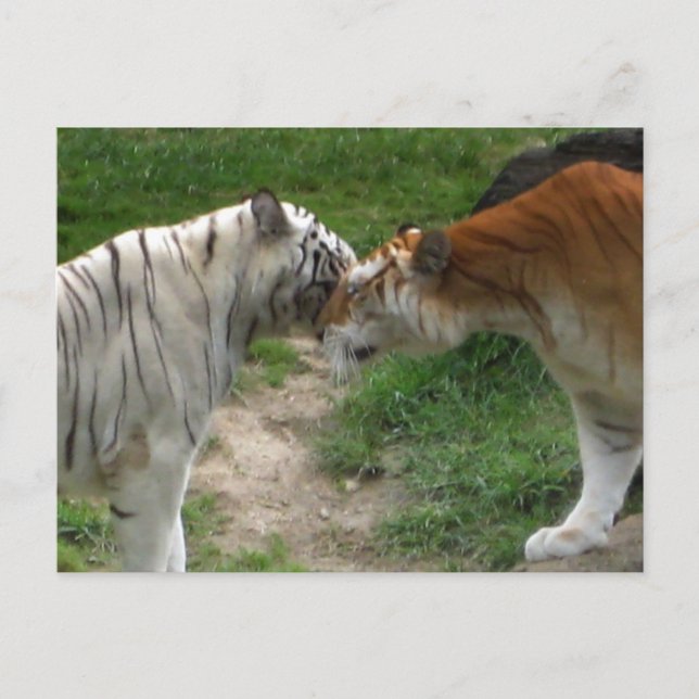 Tiger Love Postcard (Front)