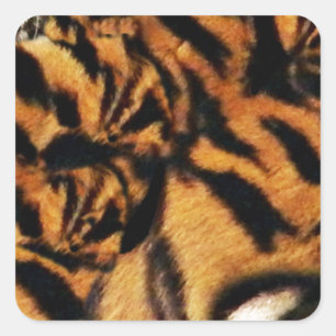 Tiger Love_ Square Sticker