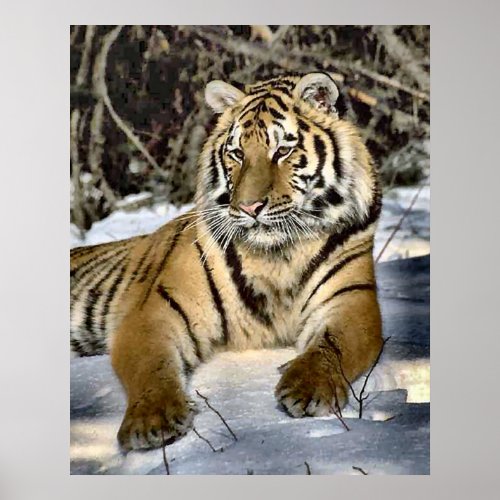 Tiger Lovers Art Gifts Poster