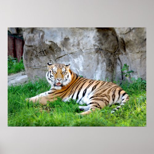 Tiger Lying in the Grass Photo Poster