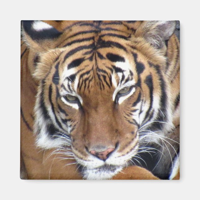 Tiger - Magnet (Front)