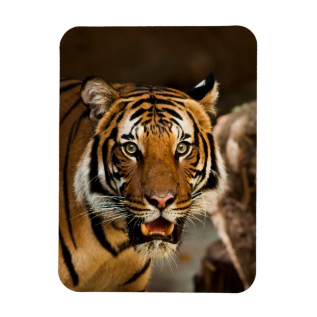 Tiger Magnet (Vertical)