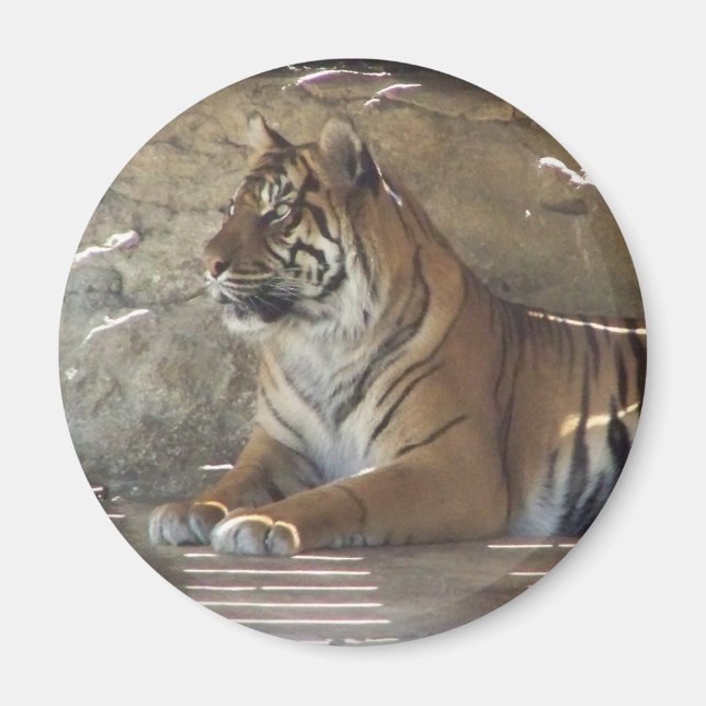 Tiger Magnet (Front)