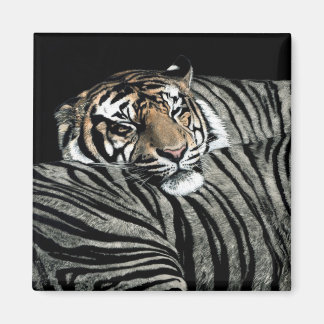 Tiger Magnet #1 - "Sleeping Patterns"