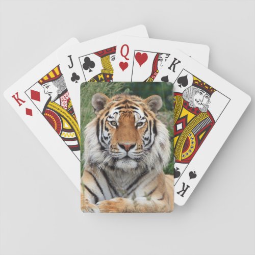 Tiger male head beautiful photo portrait gift poker cards