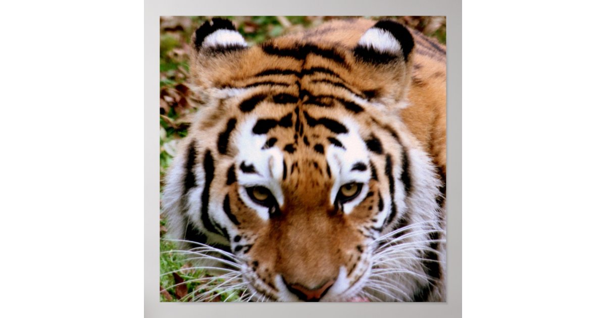 Tiger Markings Poster Print | Zazzle