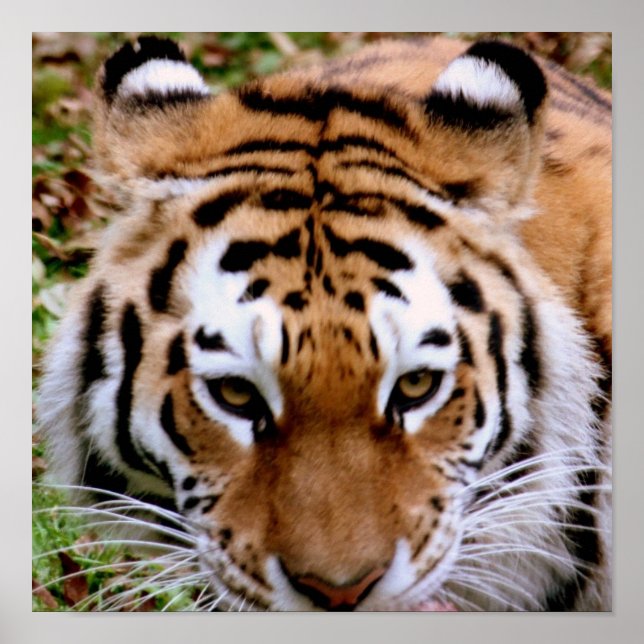 Tiger Markings Poster Print (Front)